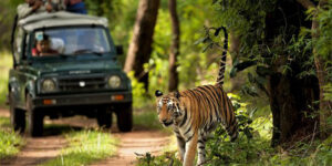 Chitwan Wildlife Safari Tour